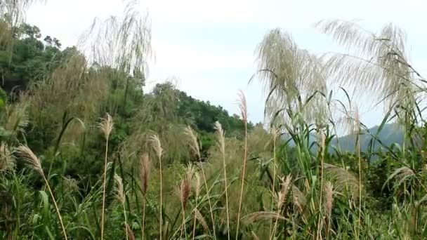 Трава трепещет на ветру — стоковое видео